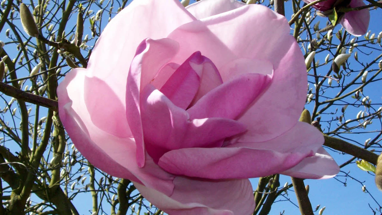 Image of Magnolia 'Atlas'