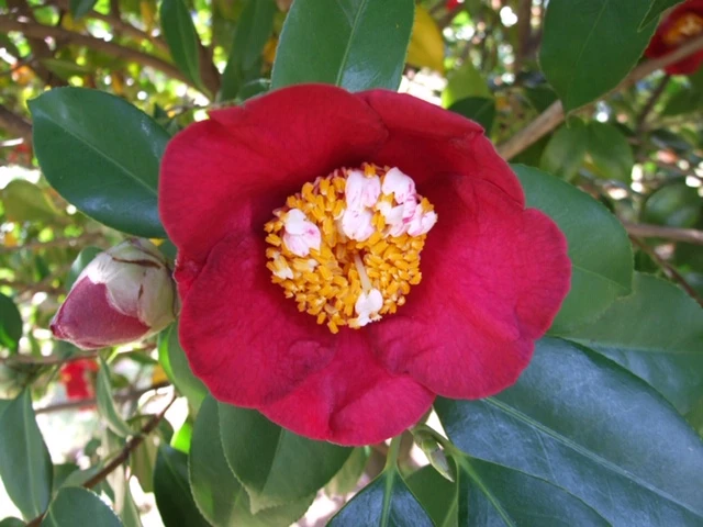 Camellia Photograph
