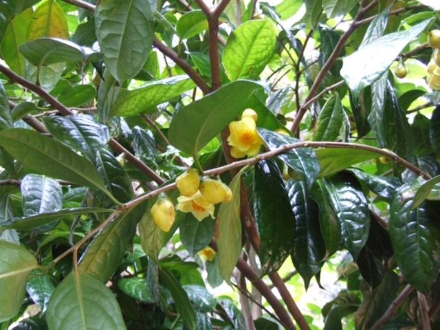 Camellia Photograph