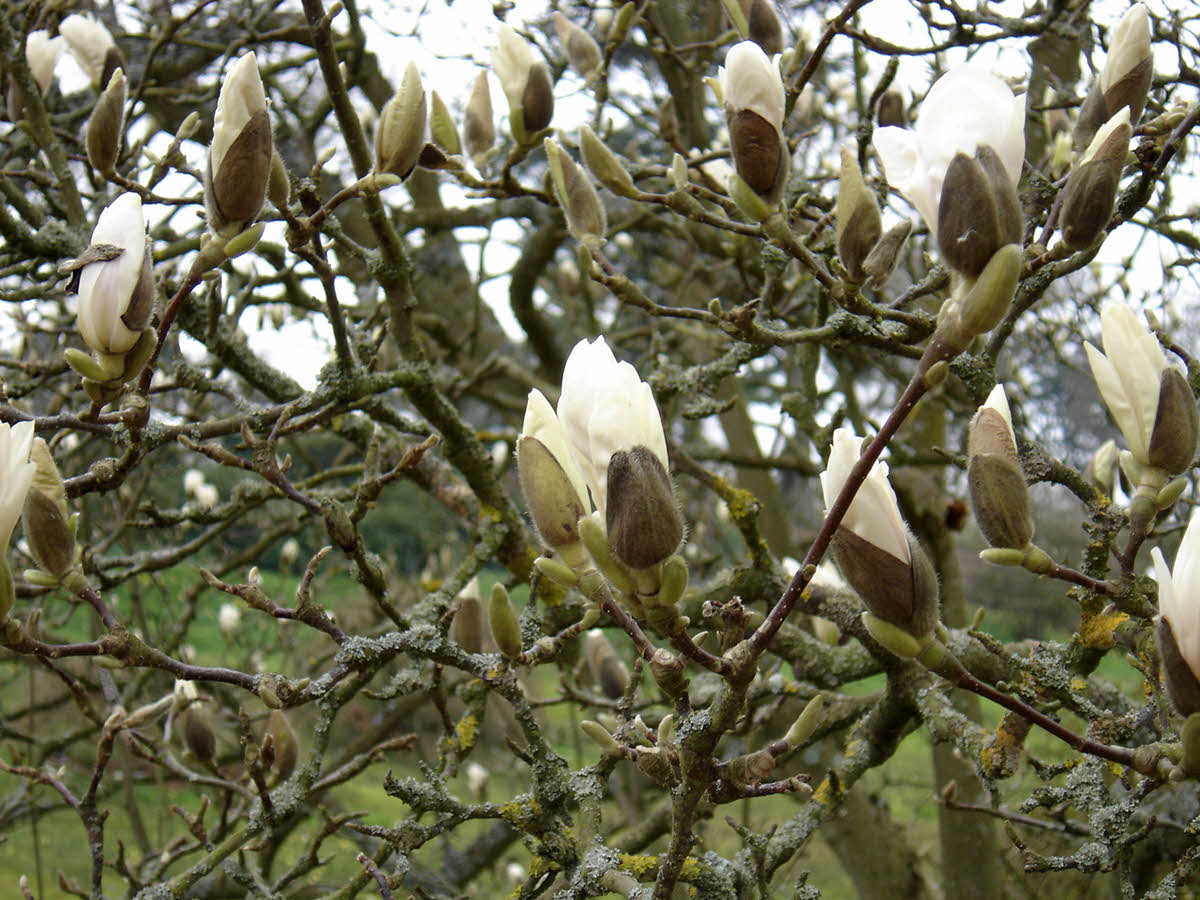 magnolia denudata