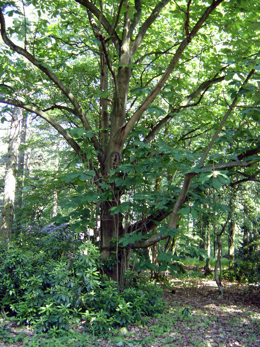 magnolia obovata