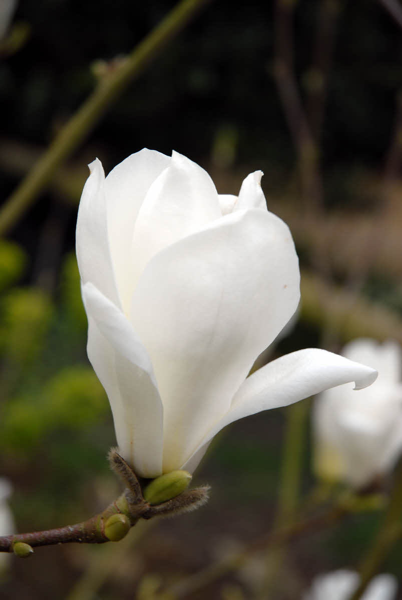 magnolia denudata